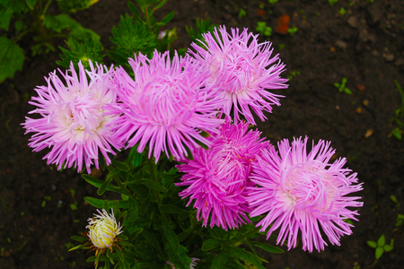 Inflorescence pink asters bathed in the morning dew of the city park. Inflorescence of pink asters on an isolated backgroundの写真素材