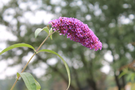 A gorgeous purple Buddleya invite friends to the ball.  A gorgeous purple Buddleya on an isolated...