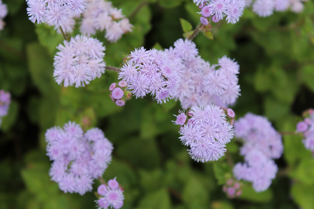 soft purple flowers of fluffy are waiting for a cheerful spring rainの写真素材