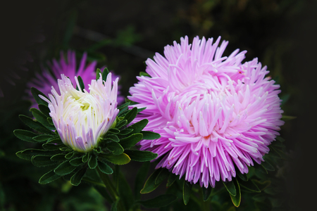 A great duo of violet asters sings a sweet summer song. Purple asters on an isolated backgroundの写真素材