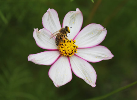 A little wasp gathers nectra on a beautiful white daisy.