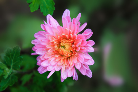 Background with colorful aster flower. Bright Aster in the summer garden. Pink Aster blooming in the flower garden. Large alpine aster growing in the flower bed.の写真素材
