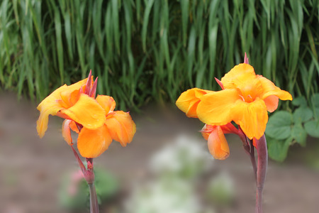 two bright orange irises dance tango in the botanical gardenの写真素材