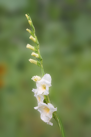 Gentle gladiolus of white color basks in the rays of the summer sun. gladiolus on an isolated green backgroundの写真素材