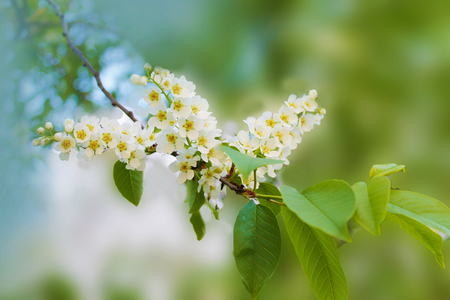 Flowering. Beautiful white branch with cherry flowers in the morning spring gardenの写真素材