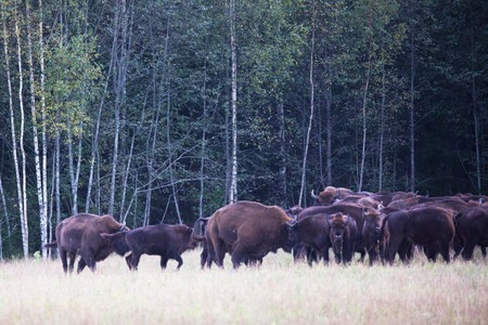 A herd of bison goes to the forest to relax in the shadeの写真素材