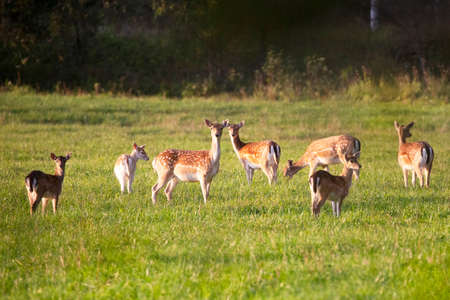 A herd of roe deer grazes in a meadow near the forestの写真素材