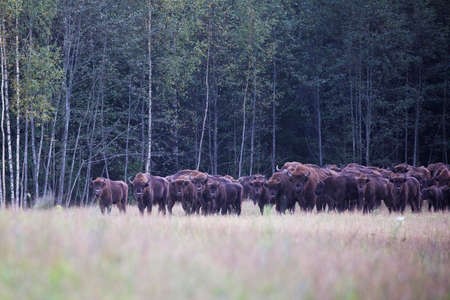 A herd of bison in the background of a dense forestの写真素材