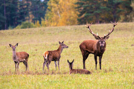 autumn idyll. A deer and three girlfriends are resting on a hill near the forestの写真素材
