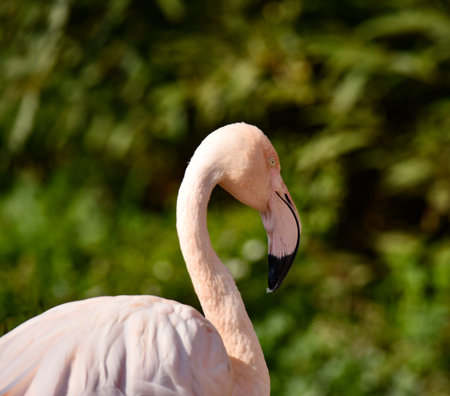 Beautiful flamingo dancing and enjoying the summerの写真素材