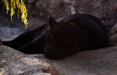 Big black panther resting on warm rocksの写真素材