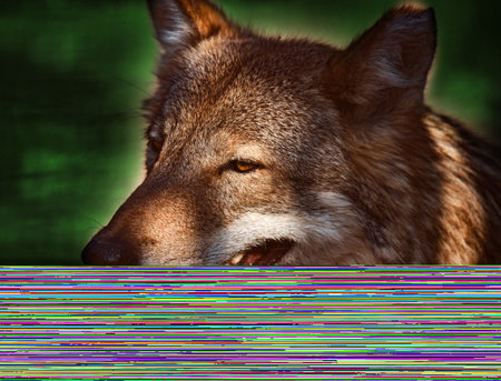 A seasoned wolf licks his lips after a successful huntの写真素材