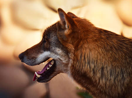 The keen gaze of the wolf has found a victimの写真素材