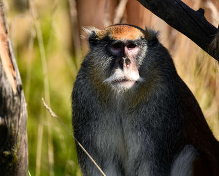 The head of the monkey family in the jungleの写真素材