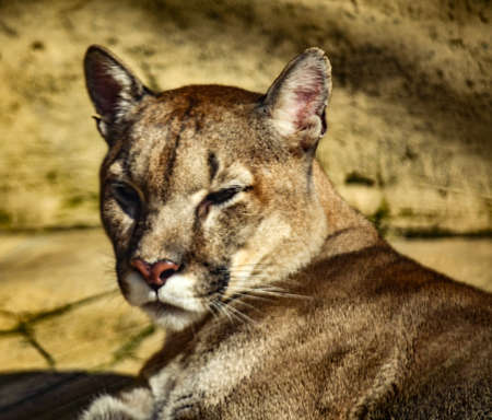 The beautiful cougar looks forward proudlyの写真素材
