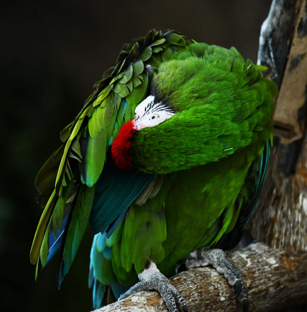 Green parrot cleans its feathers and prepares to sleepの写真素材