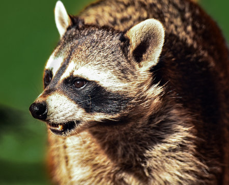 A small forest predator raccoon found a prey in the field