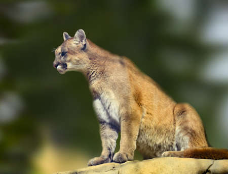 A strong and powerful cougar prepared to jump off a cliffの写真素材