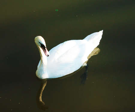 Handsome swan swims confidently along the river mouthの写真素材