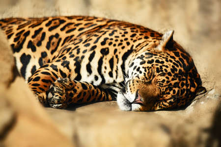 The bright warm sun warms the nose of the sleeping jaguarの写真素材