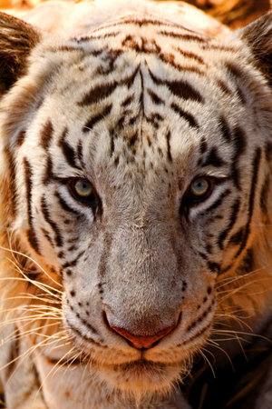 White Tiger Stare