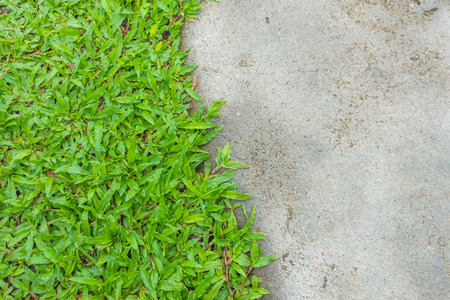 Green grass backgroundの写真素材