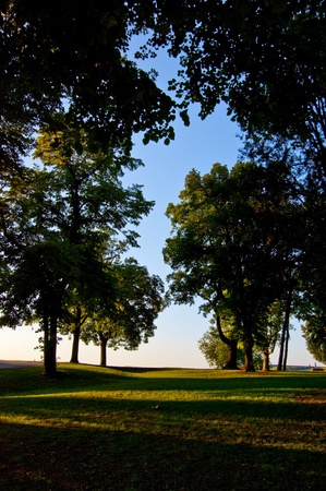 Tree pathの写真素材
