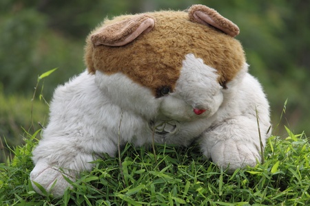 	teddy bearの写真素材