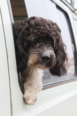 dogの写真素材