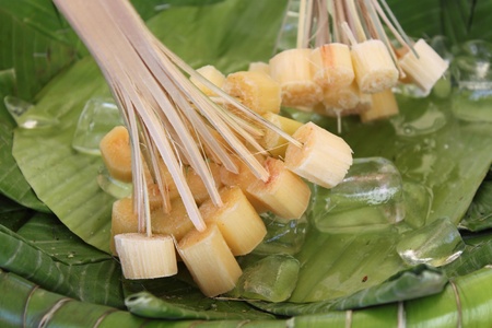 	sugar caneの写真素材