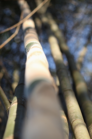 bamboo treesの写真素材