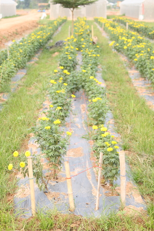 marigoldの写真素材