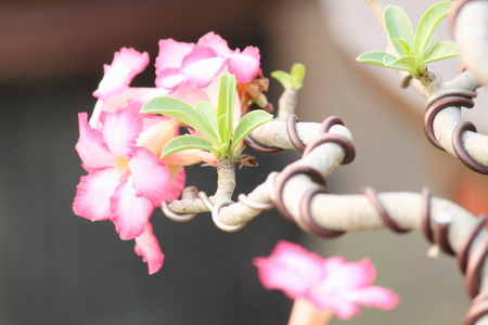 desert roseの写真素材