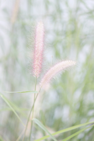 Grassの写真素材