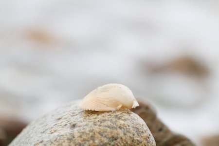 shell