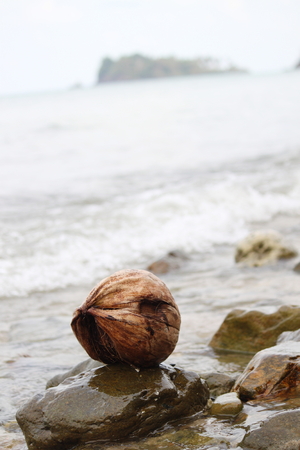 Coconut ashoreの写真素材