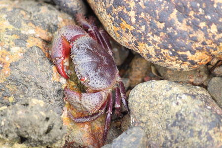 Crab in the seaの写真素材