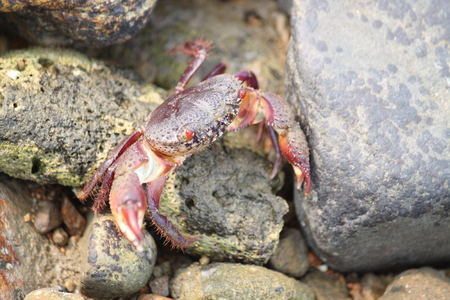 Crab in the seaの写真素材