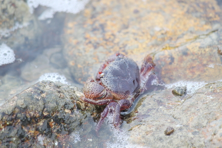 Crab in the seaの写真素材