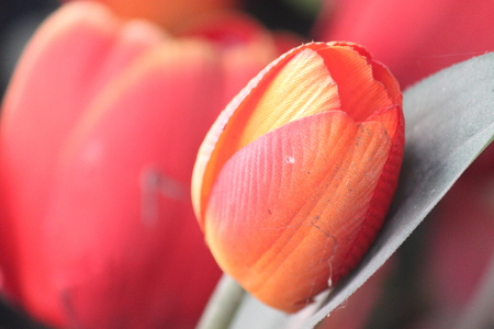 Tulipの写真素材