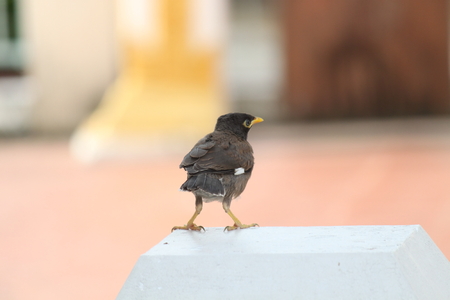 Bird  in motionの写真素材
