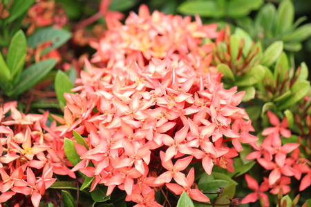 Ixoraの写真素材