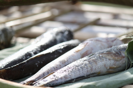striped snakehead fishの写真素材