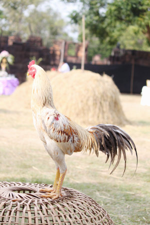 cock