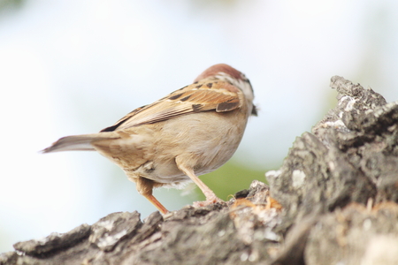 Sparrowの写真素材