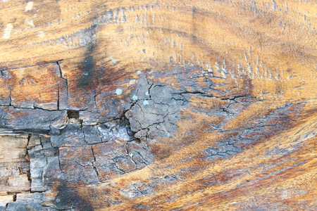 grain woodの写真素材