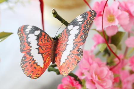 butterflyの写真素材