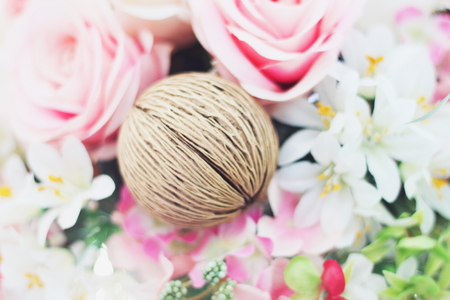 plants shellの写真素材