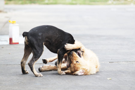 dog
