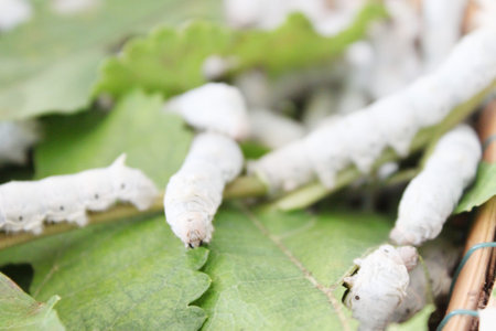 silkwormsの写真素材